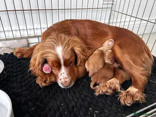 Cocker Spaniel dogs Working Cocker Spaniel puppies - Advert 1