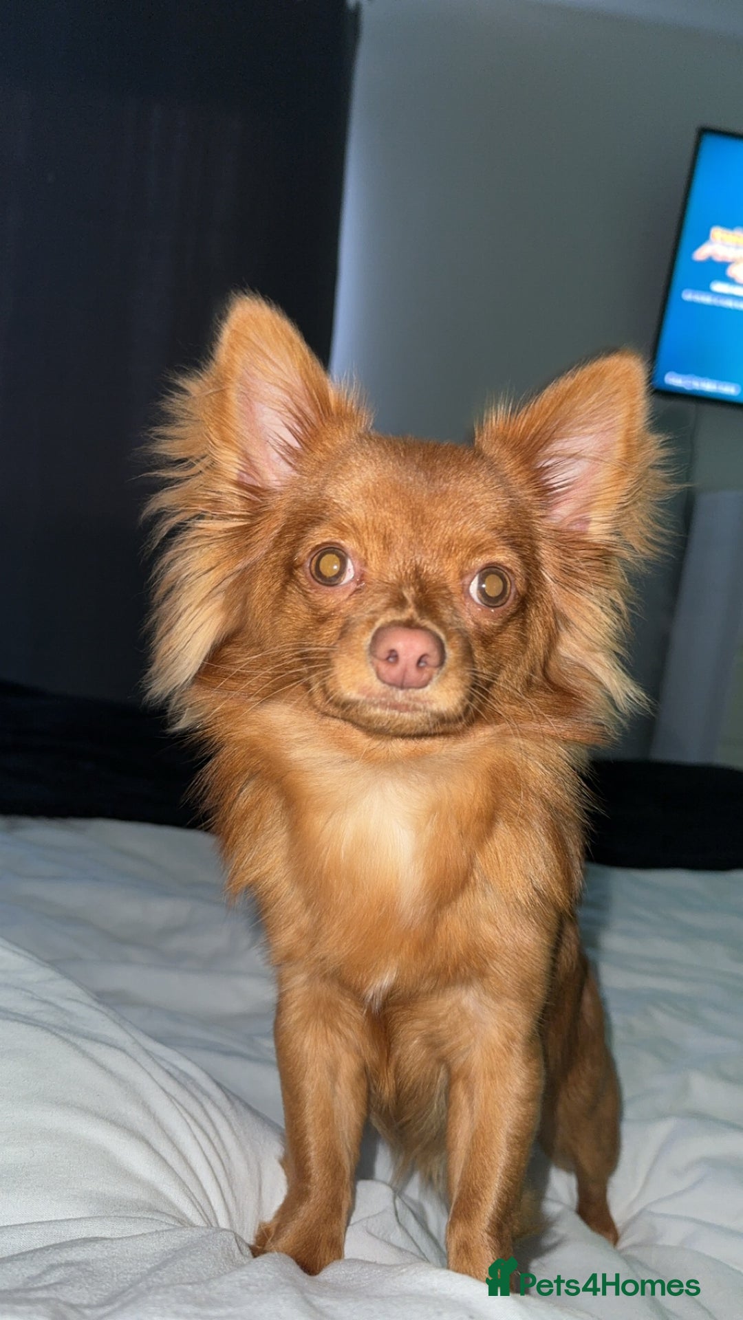 Chihuahua dogs for stud: Red long haired chihuahua for STUD - Advert 4