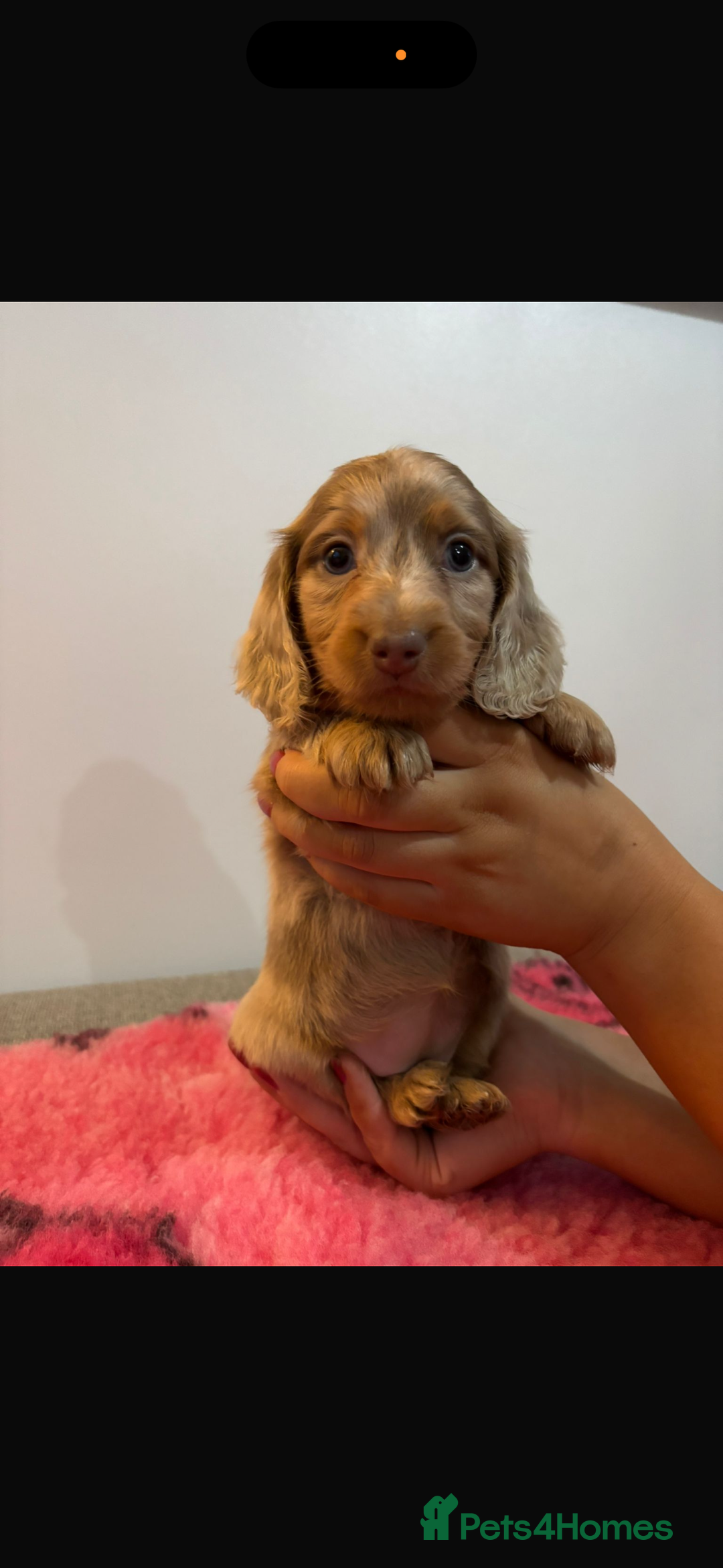 Miniature Dachshund dogs for sale: Kc registered miniature dachshunds - Advert 23