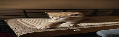 Mixed Breed Kitten 2