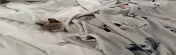 Snowshoe cats for sale: Snowshoe kitten  Looking for a Loving Home - Advert 11