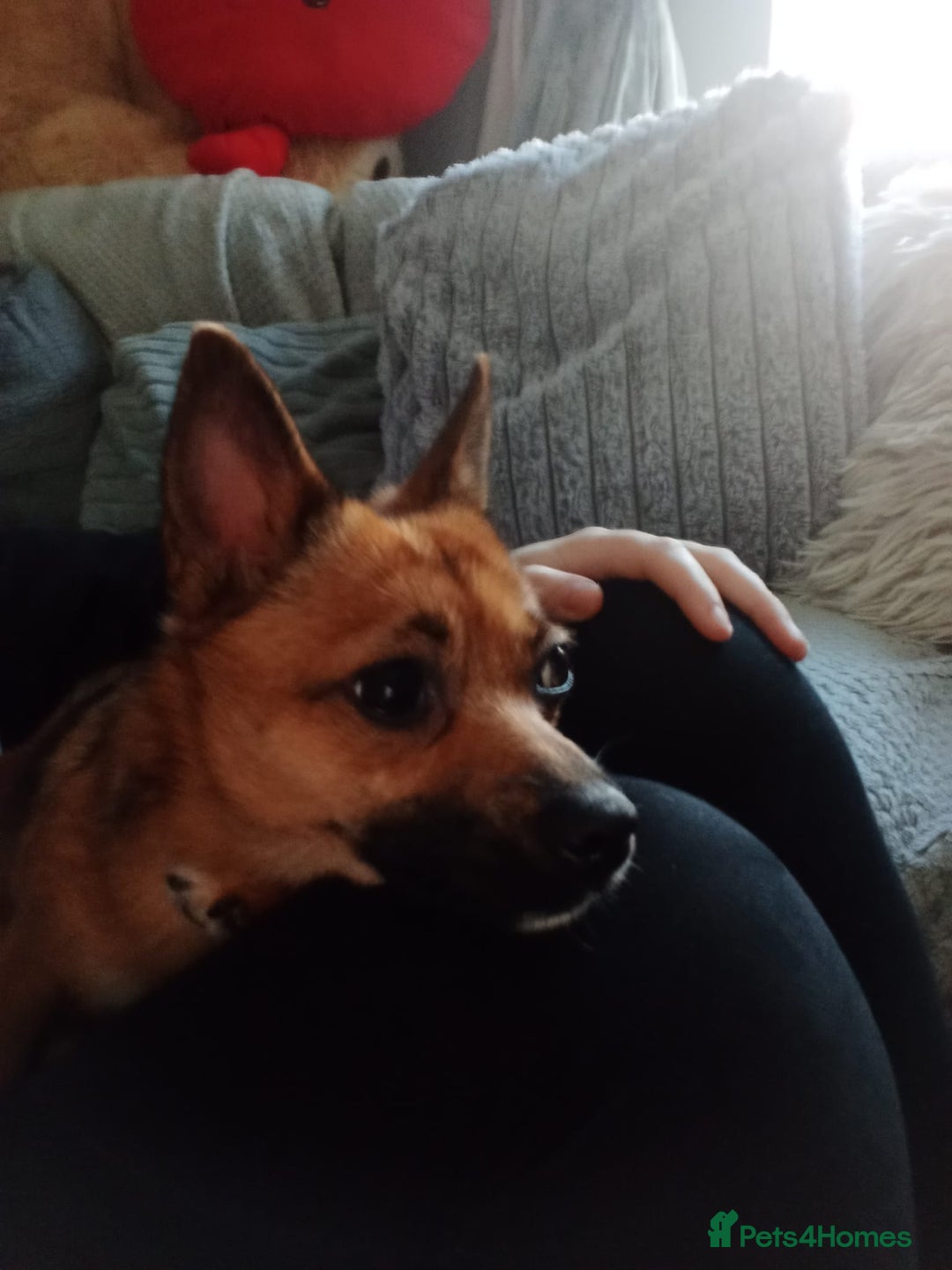 Mixed Breed dogs for sale: Bella  - Advert 1