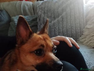 Mixed Breed dogs Bella - Advert 2