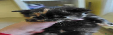 Mixed Breed 1