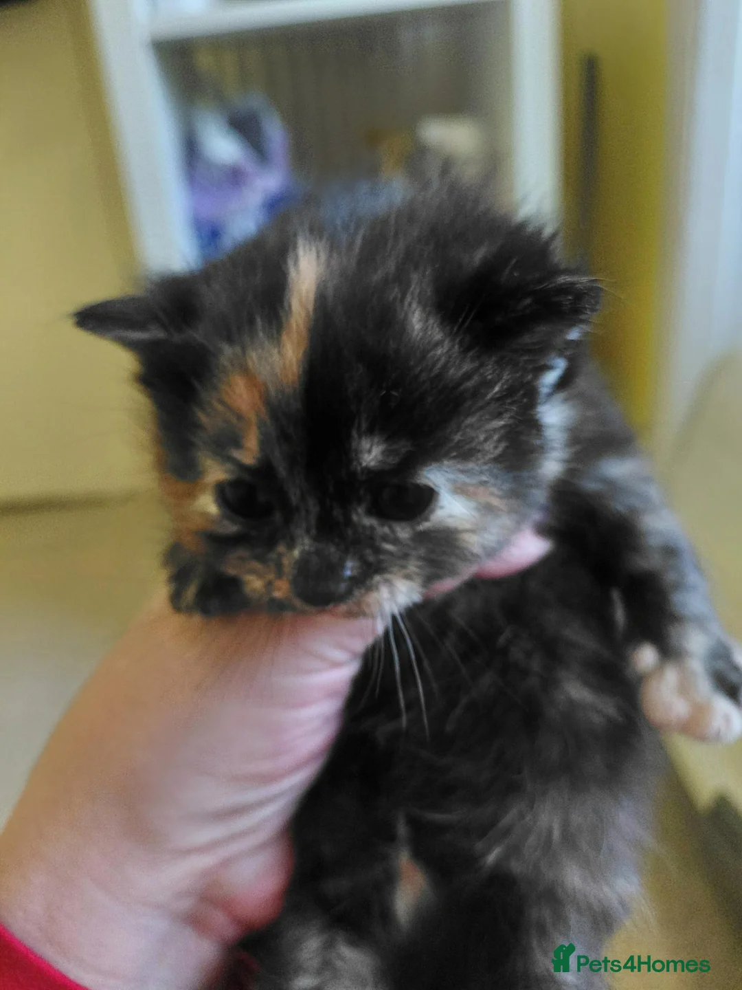 Mixed Breed cats for sale: 3 beautiful maincoon x - Advert 2