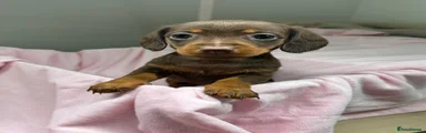 Dachshund 3
