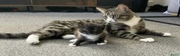 Mixed Breed cats for sale: Lovely kitten for sale in Clydebank - Advert 7