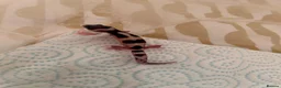 Leopard Gecko reptiles for sale: Baby leopard geckos  - Advert 17
