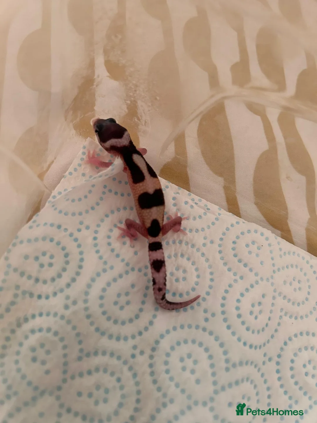 Leopard Gecko reptiles for sale: Baby leopard geckos  - Advert 17