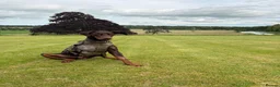 Dobermann dogs for sale: Male Doberman For Rehoming (tripod)  - Advert 3