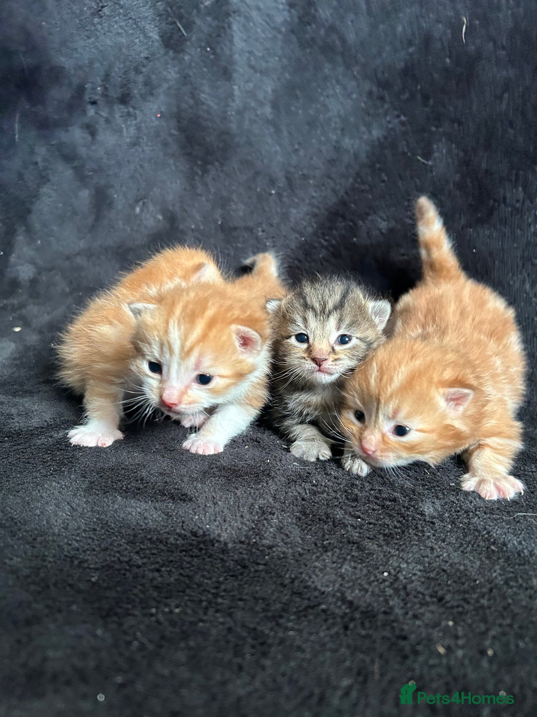 Mixed Breed cats for sale: Adorable Christmas ready kittens 🎅🏼🎄🎁 - Advert 5