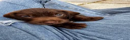 Mixed Breed dogs for sale: Dachshund x Cocker spaniel - Advert 8