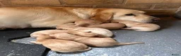 Labrador Retriever dogs for sale: Labrador puppys - Advert 1