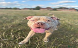 Staffordshire Bull Terrier dogs for sale: Staffordshire bull terrier - Image 3