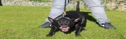 German Shepherd dogs for sale: EXCELLENT SHEPHERD PUPPIES  - Advert 5