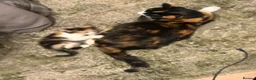 Mixed Breed cats for sale: Kittens Manchester Prices £40-£180 - Advert 11