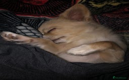 Chihuahua dogs for stud: Handsome Chihuahua for stud - Image 8