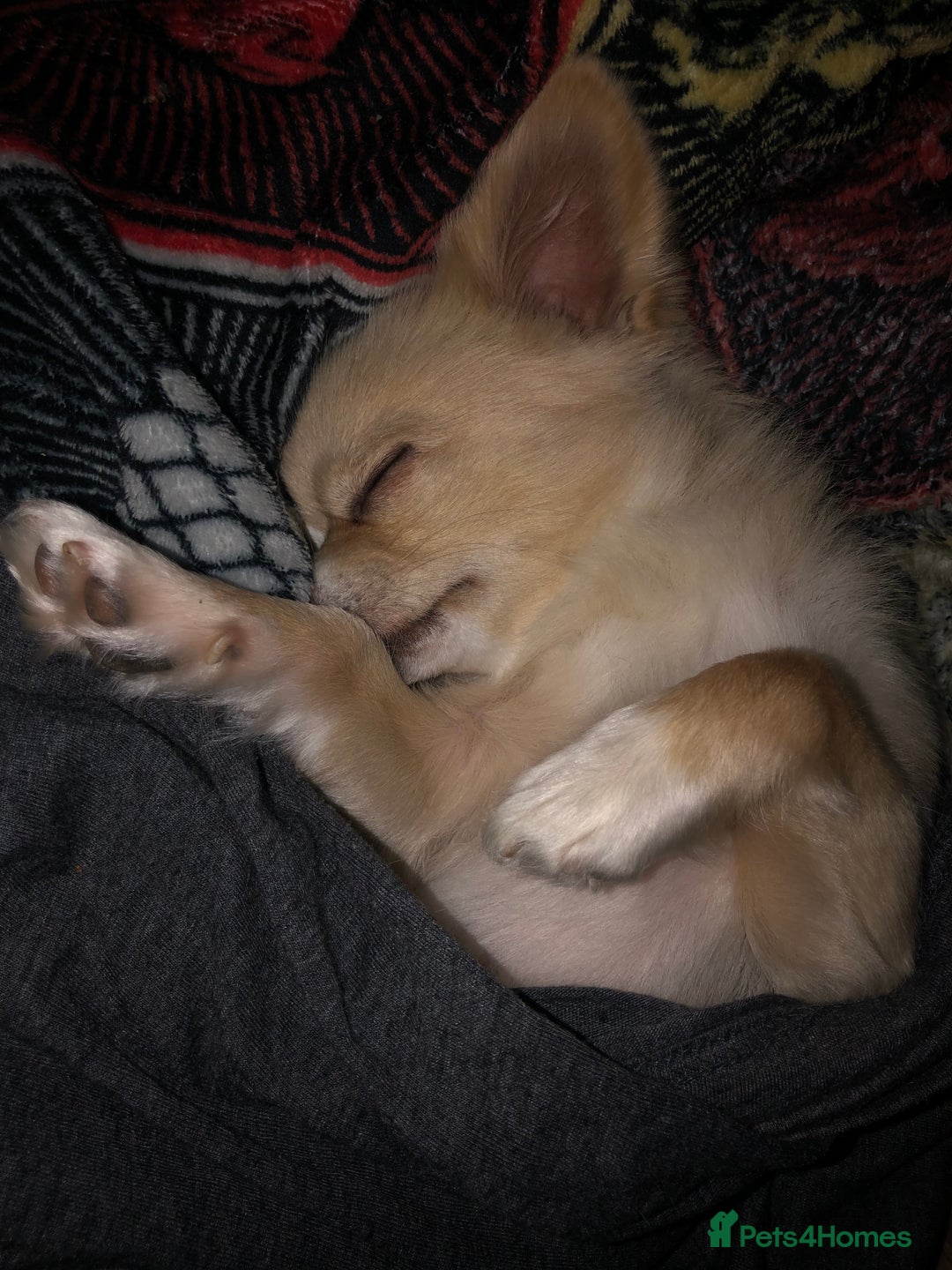 Chihuahua dogs for stud: Handsome Chihuahua for stud - Image 8