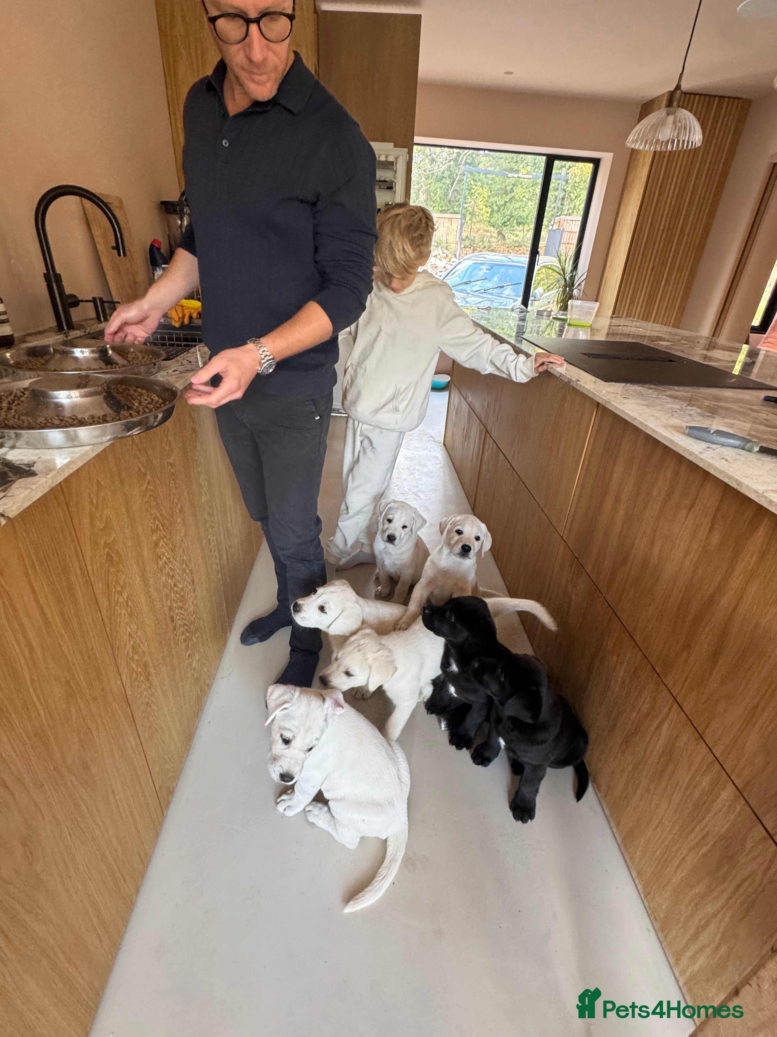 Mixed Breed dogs for sale: Lab+Akita adorable pups - Advert 2
