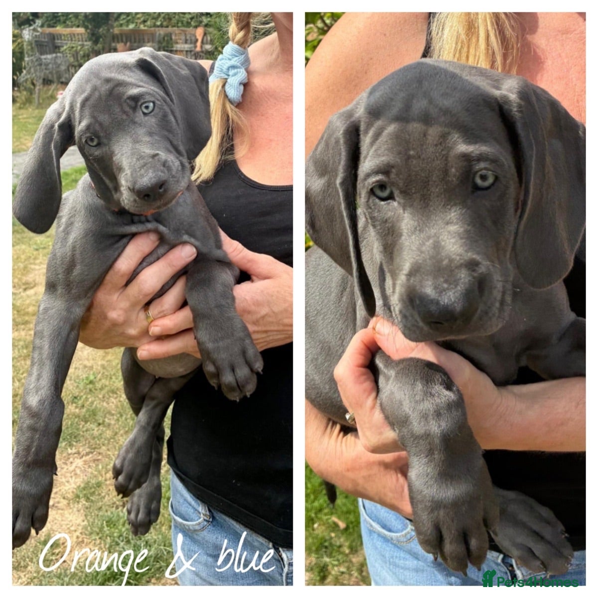 Weimaraner dogs KC Reg Weimaraner Puppies Silver & Blue - Advert 1