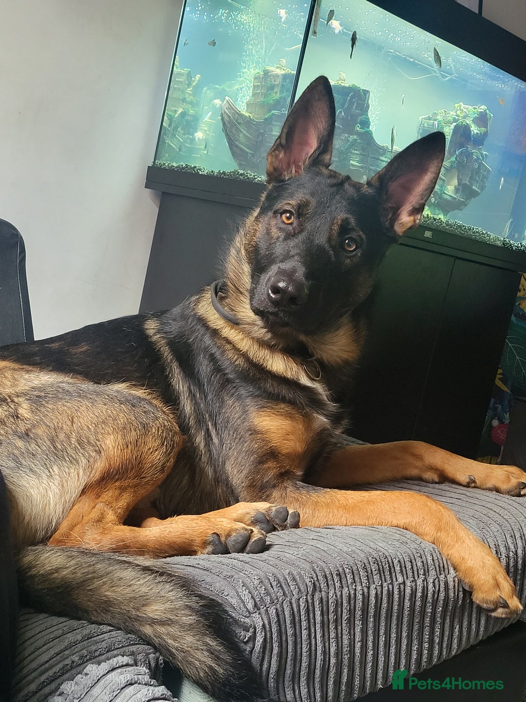 German Shepherd dogs for sale: German shepard  - Advert 5