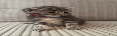  4 Grey Tabby - Red collar 