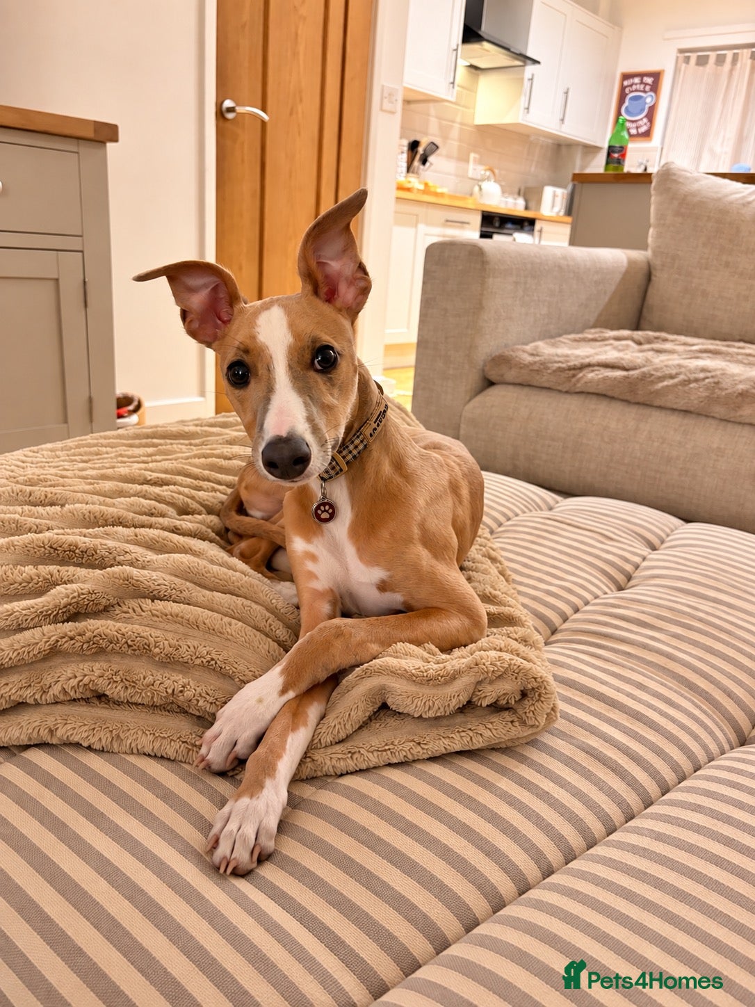 Whippet dogs Lenny  - Advert 1