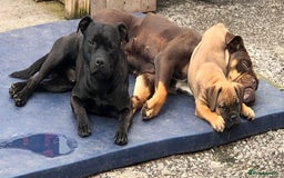 Staffordshire Bull Terrier dogs for sale: Six stunning Staffordshire bull terrier pups  - Image 12