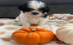 Mixed Breed dogs for sale: Maltese cross La Chon puppies  - Image 32