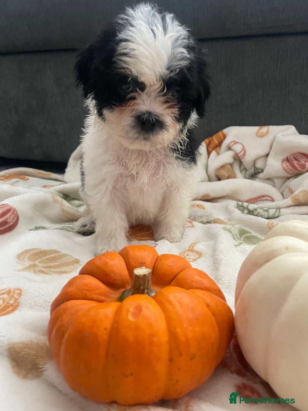 Mixed Breed dogs for sale: Maltese cross La Chon puppies  - Image 32