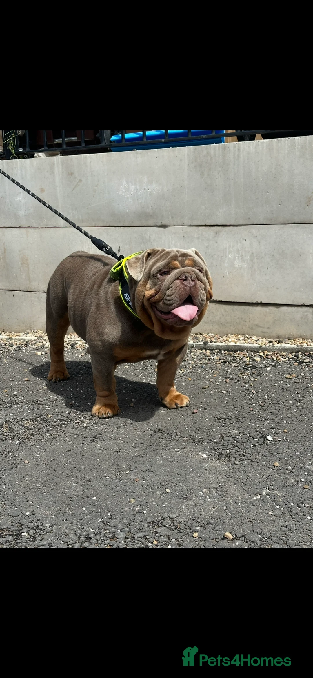 English Bulldog dogs for stud: 🔥ENGLISH BULLDOG STUD STOCKY HEAVY SET & PROVEN🔥 - Advert 4