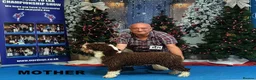 Spanish Water Dog dogs for sale: KC REGISTERED SPANISH WATER DOG PUPPIRS - Advert 4