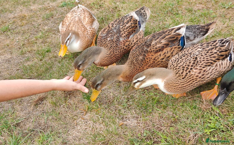 Ducks poultry - Advert 2