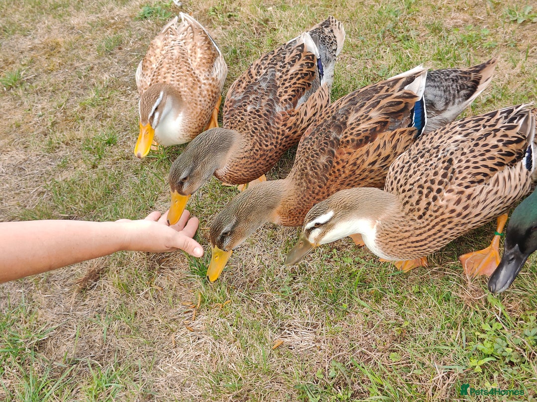 Ducks poultry for sale: 8-week old Cayuga x mini Silver Appleyard ducks - Image 1