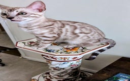 Bengal cats for sale: TICA REG 💕 2 Beautiful bengal boys  - Image 4