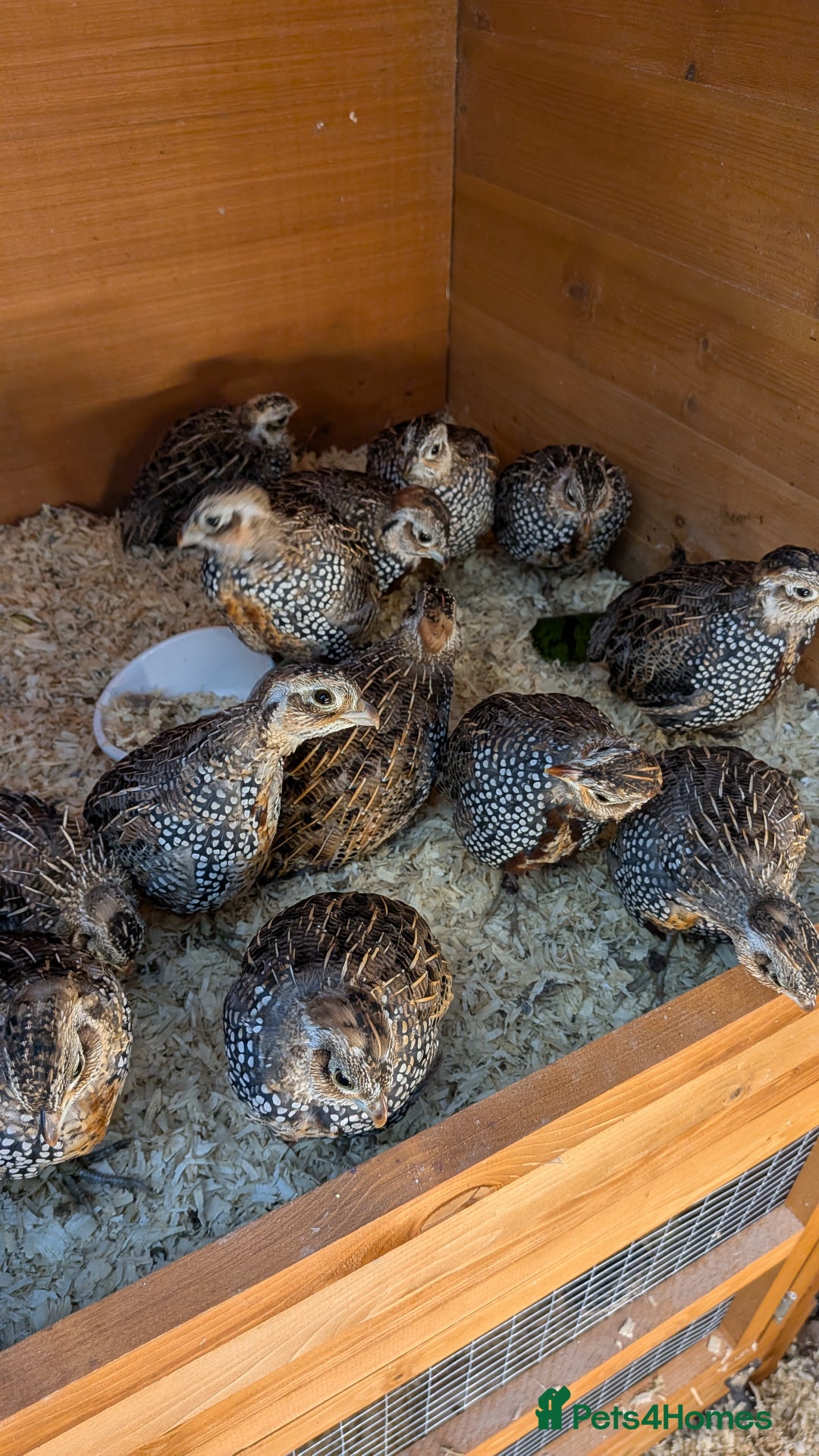 Quail poultry for sale: Mearns Quail Male Cock Birds Hatched This Year - Image 3