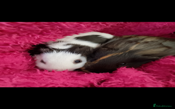 Guinea Pig rodents for sale: Two male guinea pigs 6 months old - Image 1