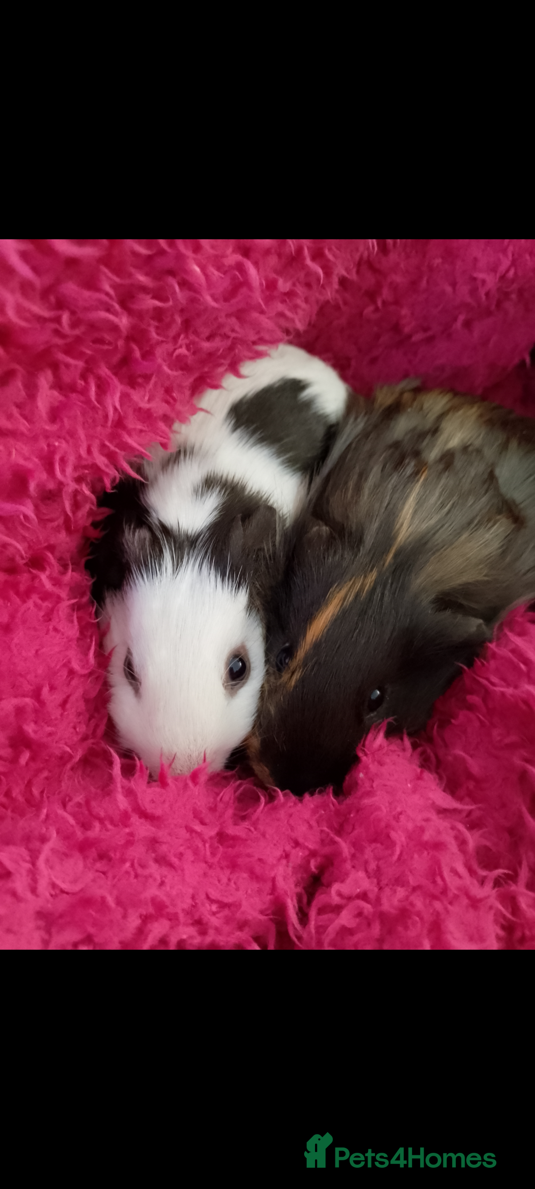 Guinea Pig rodents for sale: Two male guinea pigs 6 months old - Image 1