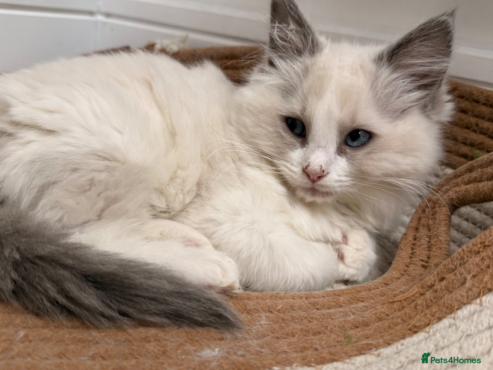 Ragdoll cats for sale: 🏅Beautiful GCCF champ blood ragdoll kittens🏅❤️ - Advert 3