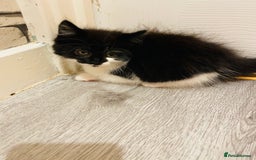 Mixed Breed cats for sale: Kitten - Image 8