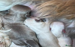 Shih Tzu dogs for sale: Imperial Lilac Dobie KC Reg - Image 8