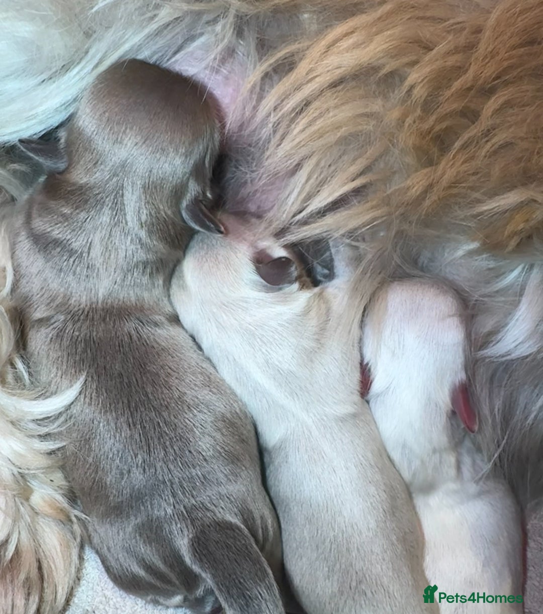 Shih Tzu dogs for sale: Imperial Lilac Dobie KC Reg - Image 8