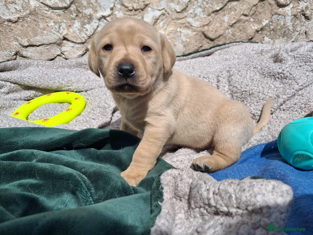Labrador Retriever dogs for sale: Labrador Puppies - Advert 2