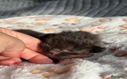 Domestic Shorthair cats for sale: 8 Bundles of joy - Image 7