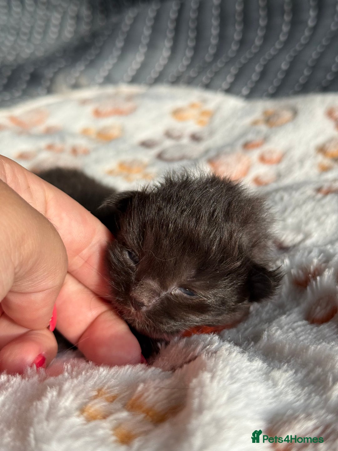 Domestic Shorthair cats for sale: 8 Bundles of joy - Image 7