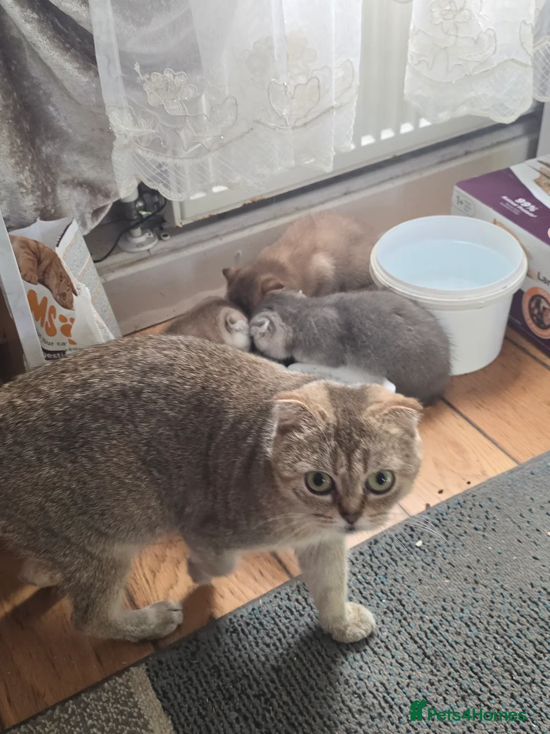 Scottish Fold cats for sale: Adorable Scottish Fold Kittens for Sale!  - Advert 2