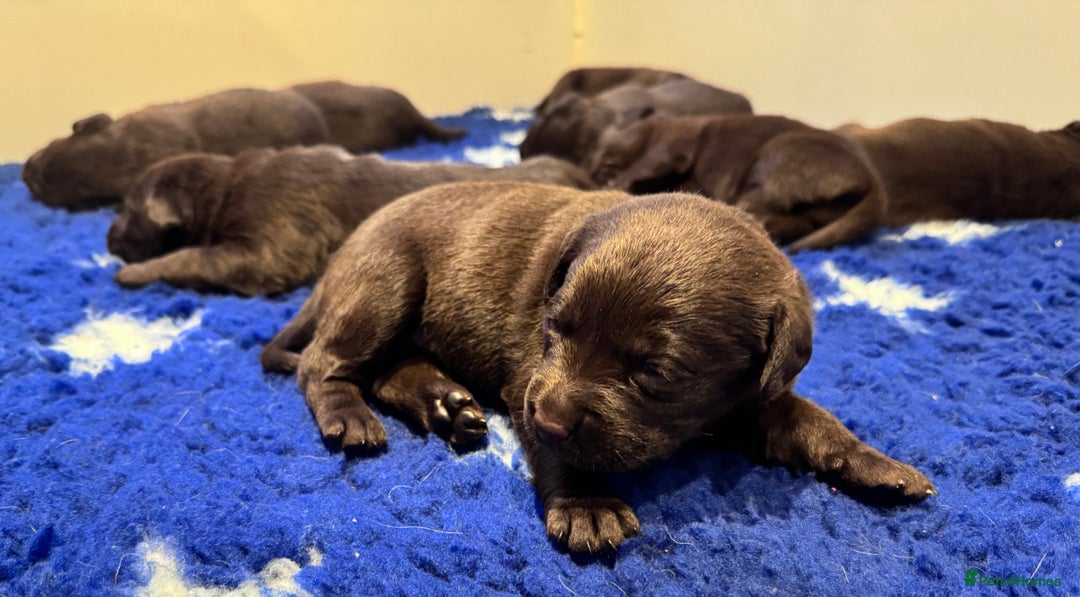 Labrador Retriever dogs for sale: Outstanding Quality Chocolate Labrador Puppies - Image 24