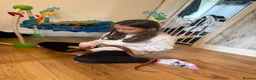 Snake reptiles for sale: Corn snake and set up  - Advert 4
