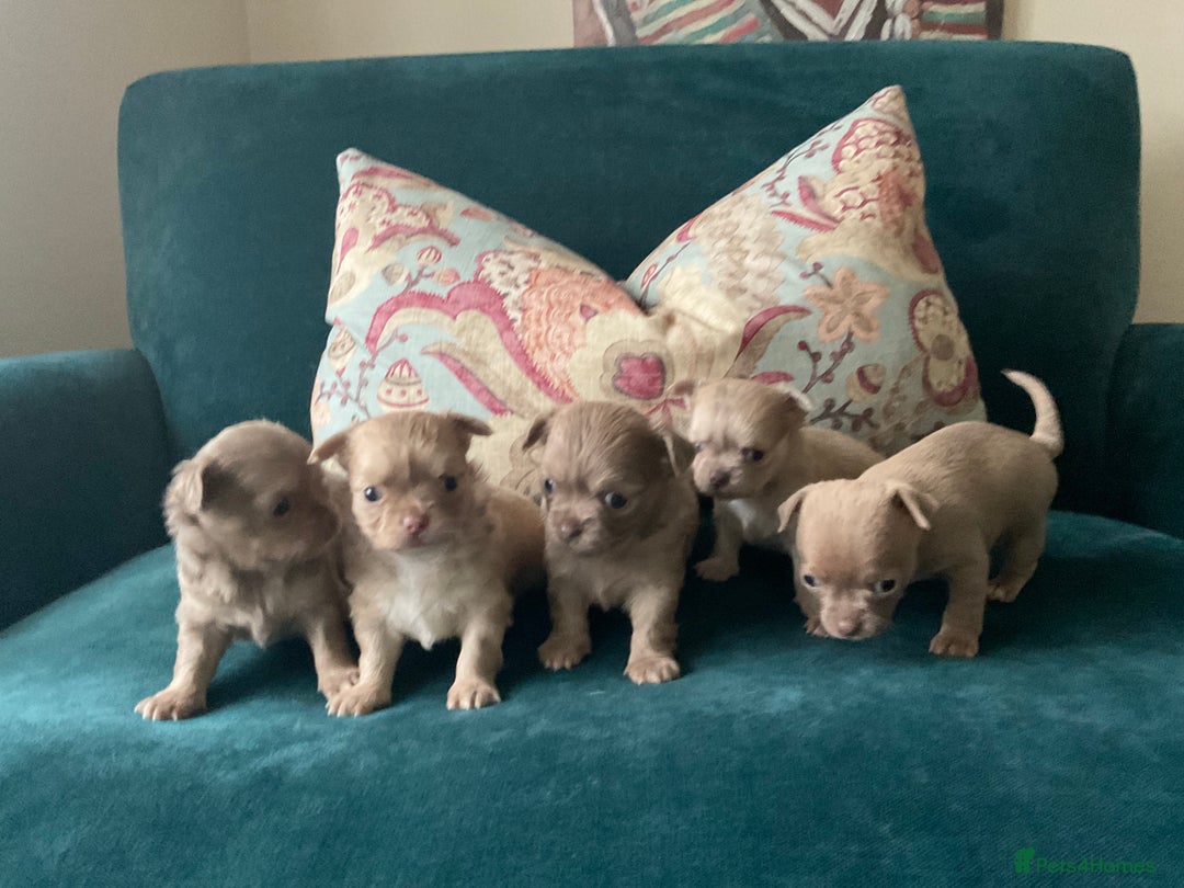 Chihuahua dogs for sale: Beautiful chihuahua puppies  - Advert 9