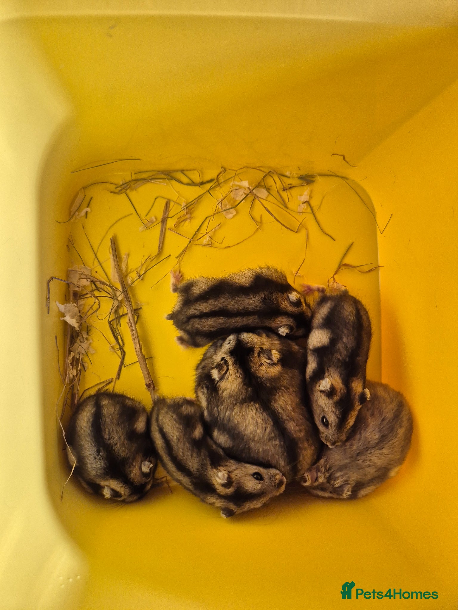 Hamster rodents Pedigree dwarf baby hamsters - Advert 1